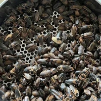 Þurrkuð Dubia Roaches