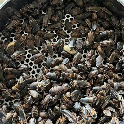 Þurrkuð Dubia Roaches
