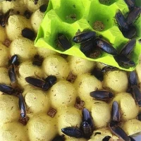Dubia Roaches fyrir eðla