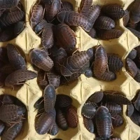 Extra stór Dubia Roaches