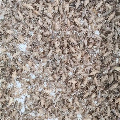 Fóðra hlébarða gecko frysta þurrkaða krikket